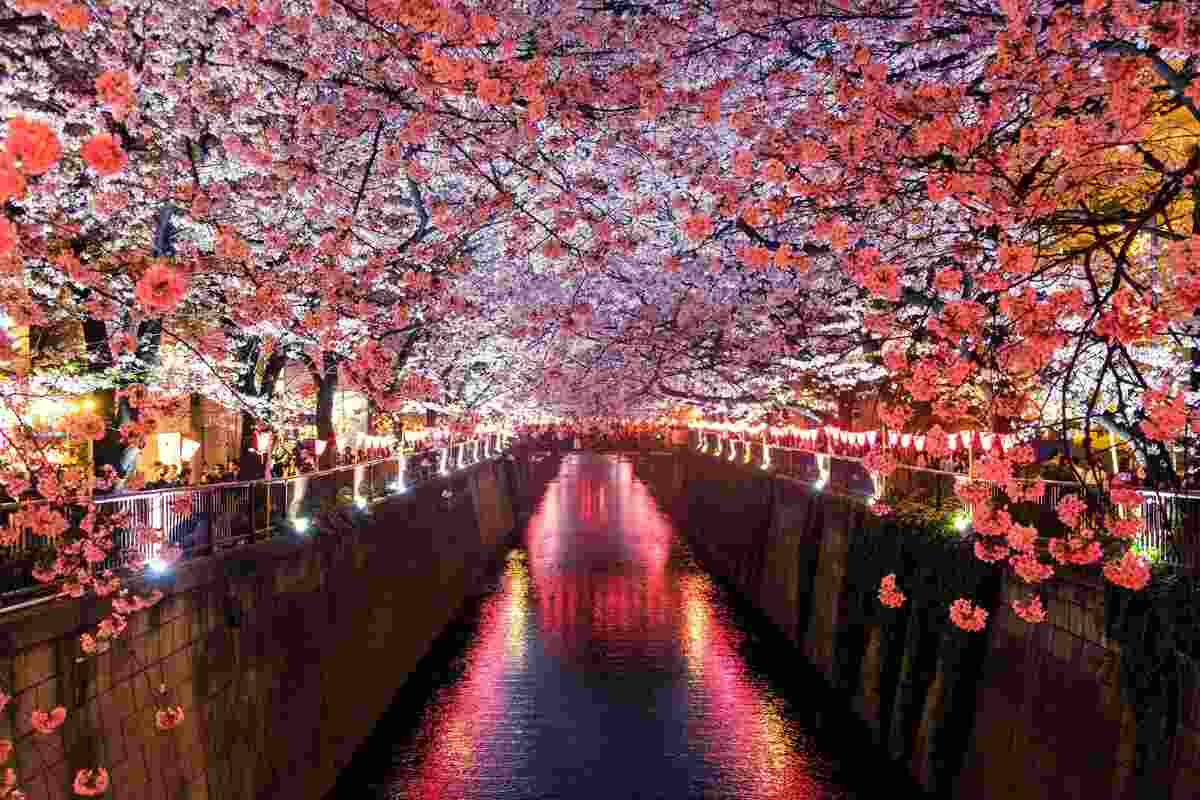 Strada giapponese con i ciliegi in fiore